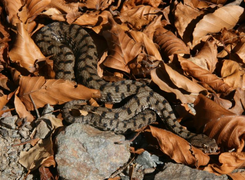 vipera aspis